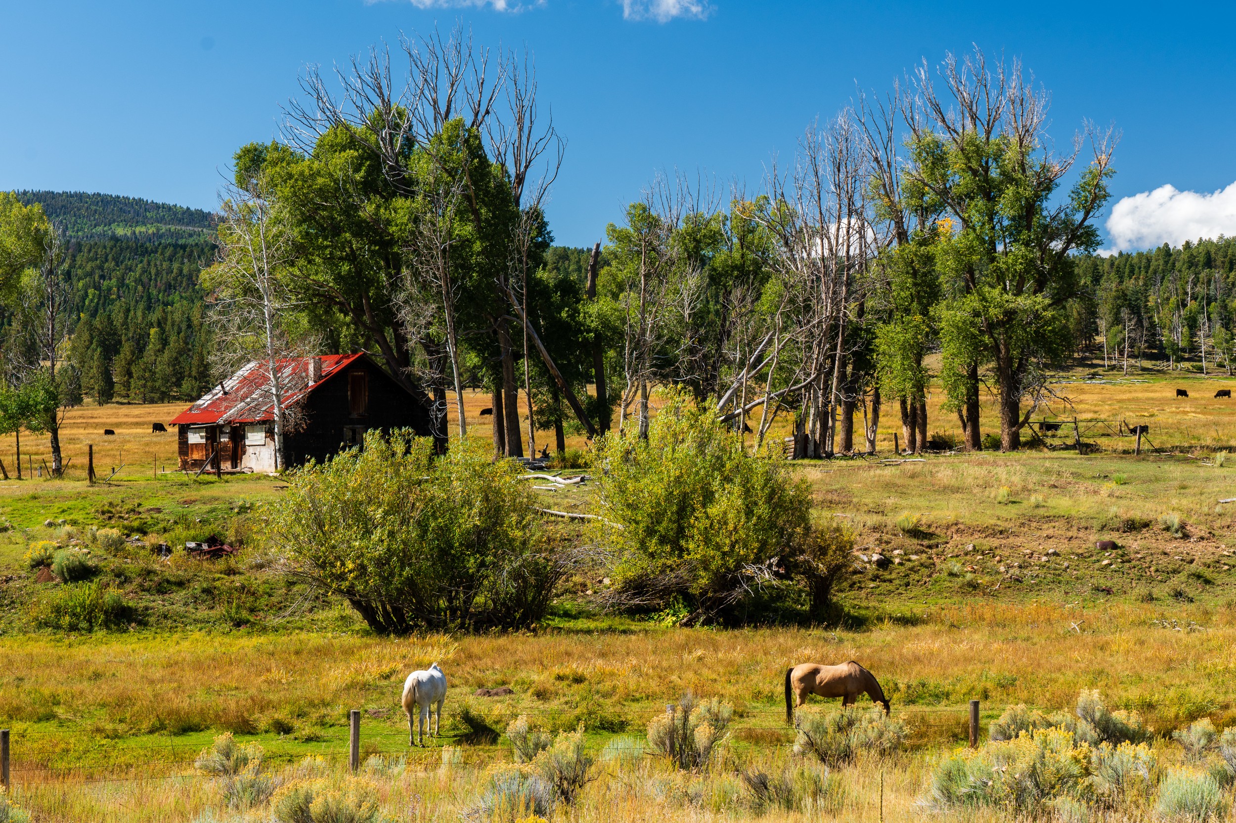 USA 2024 5 Sterne 43